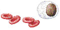 globule